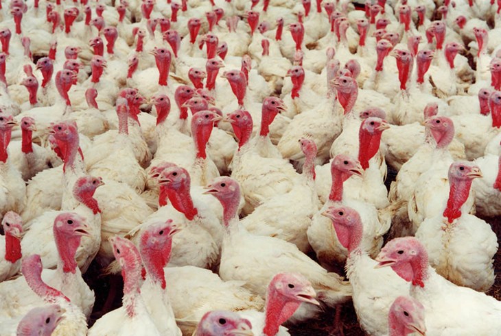 Turkeys crowded indoors