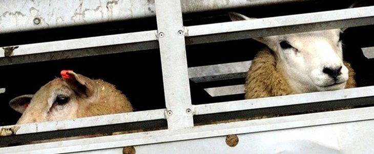 Moutons-transportes