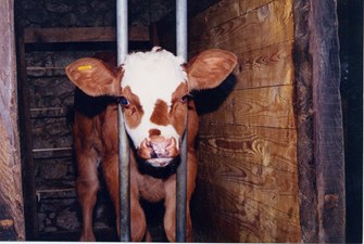 Veal calf, tied neck