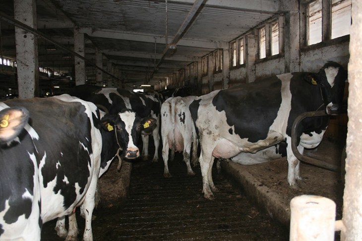 Mega Dairy Feb 2010 Germany Animals Angels