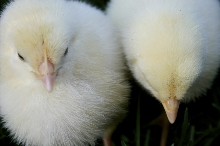Closeup Chicks