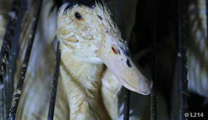 Canard enfermé dans une cage pour être gavé