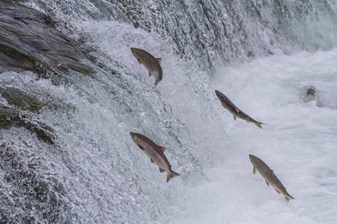 Saumons sauvages remontant la rivière