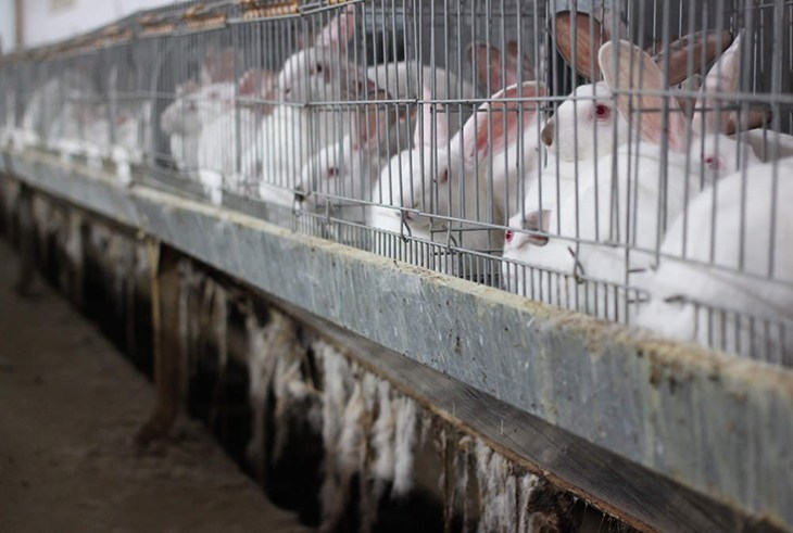Polish Rabbitfarm Rowofcages