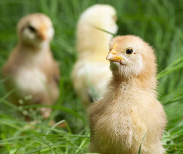 Poussins en liberté