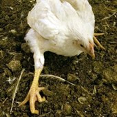 Un poulet de chair qui ne peut plus se tenir sur ses pattes due à une croissance trop rapide