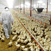 Elevage intensif de poules