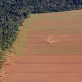 Terre agricole entourée par la forêt