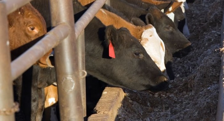 inegalité alimentaire