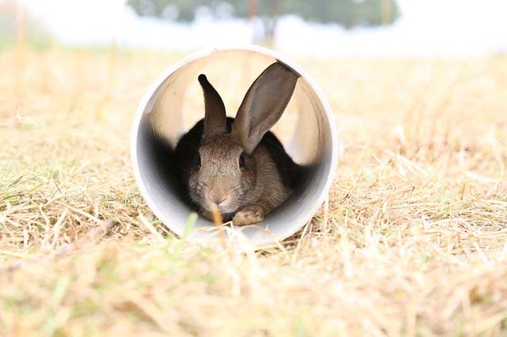 Lapin élevé en plein air se cachant