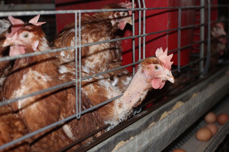 Poules cages 2015 HD