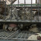 Quail egg production FWI.jpg
