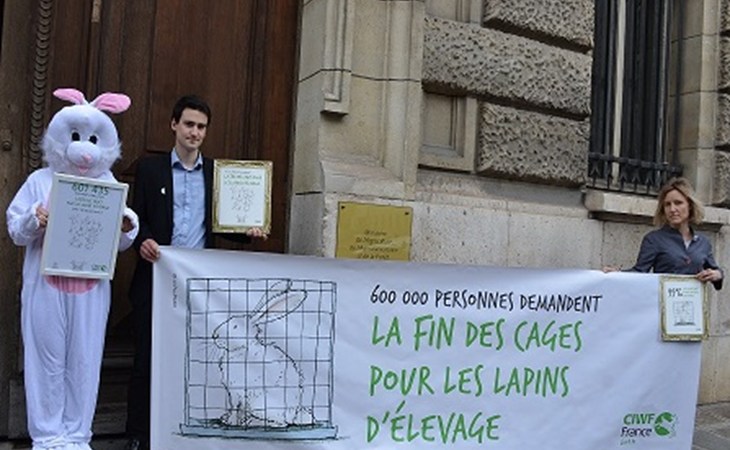 remimse pétition lapins en cage