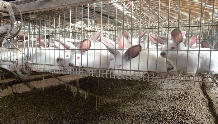 Spanish rabbits in barren battery cages.jpg (1)