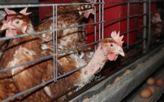 caged-hens-336.jpg