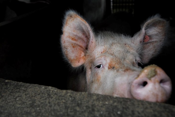 Cochon en cage qui nous regarde