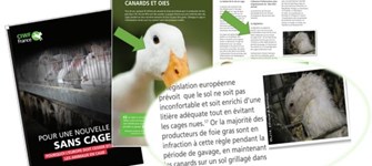 rapport-foie-gras8.jpg