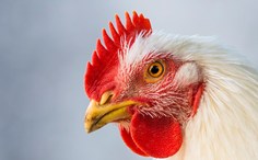 broiler slideshow