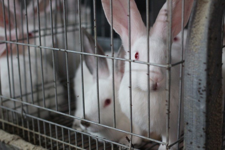 Rabbit 4 500
