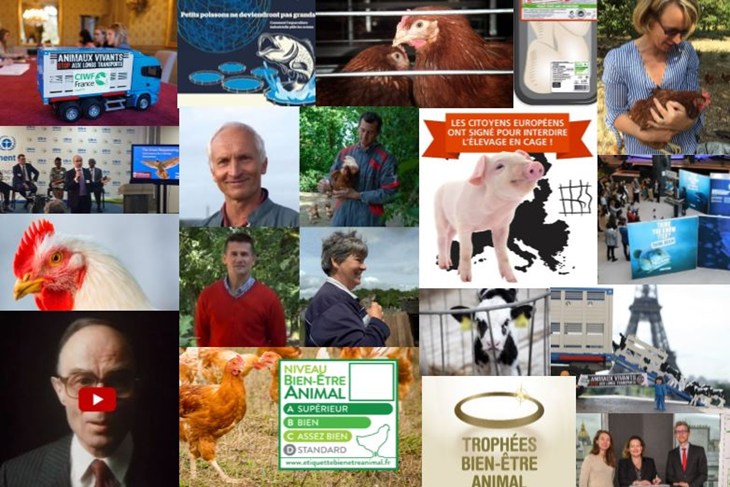 montage photo des moments forts de CIWF France en 2019