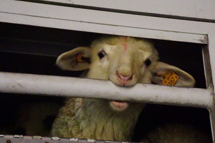 20160318 PL KK Lamb Trailing Podhale Italy 37 Thirsty Lamb Licking Bars