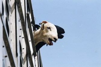 Moutons 2