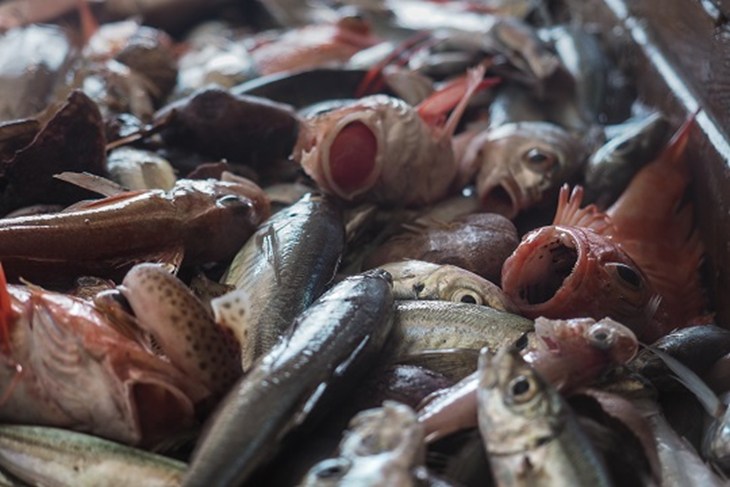 des poissons d'élevage gisant sur un tapis pour être transportés
