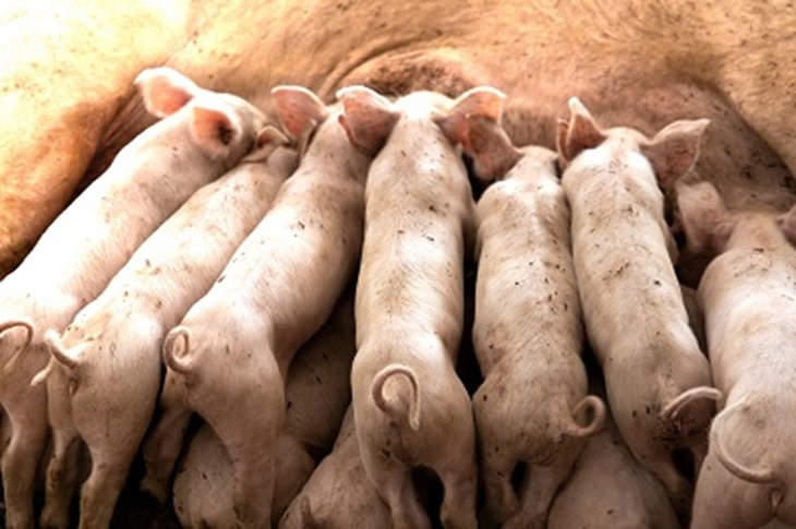 queues de cochons