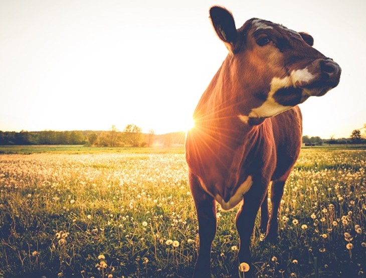 Vache dans une prairie avec le couché du soleil