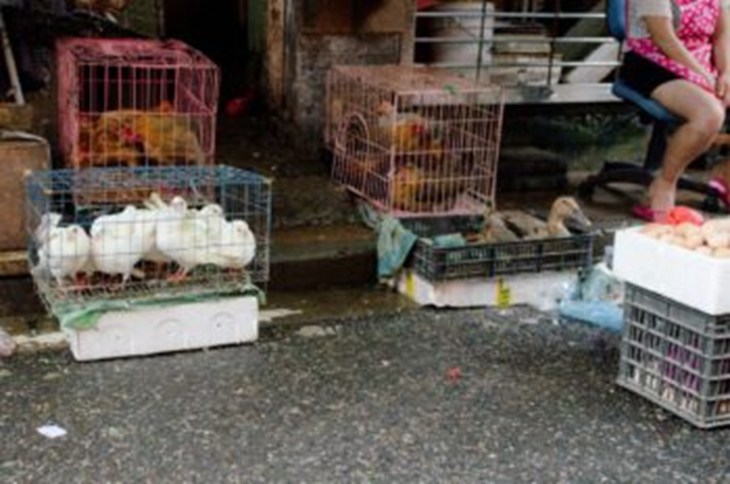Hens Doves And Ducks Enclosed In Cages At A Wet Market In The Streets Of Shanghai China Credit Monicaninker 1 350X232
