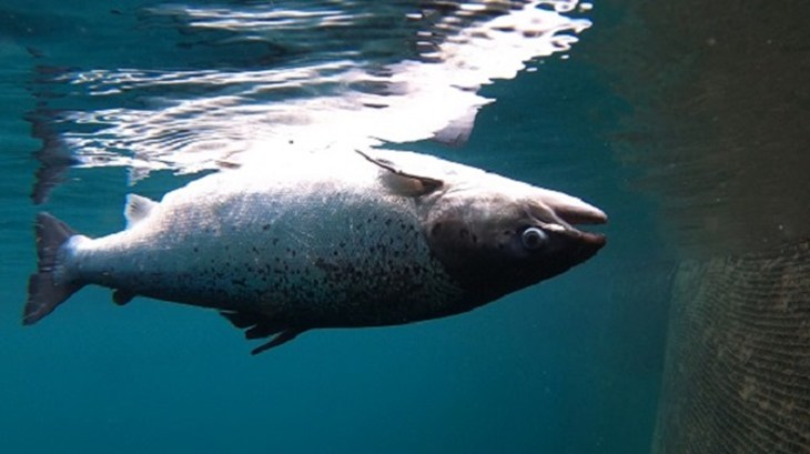 Poisson d'élevage mort dans l'eau