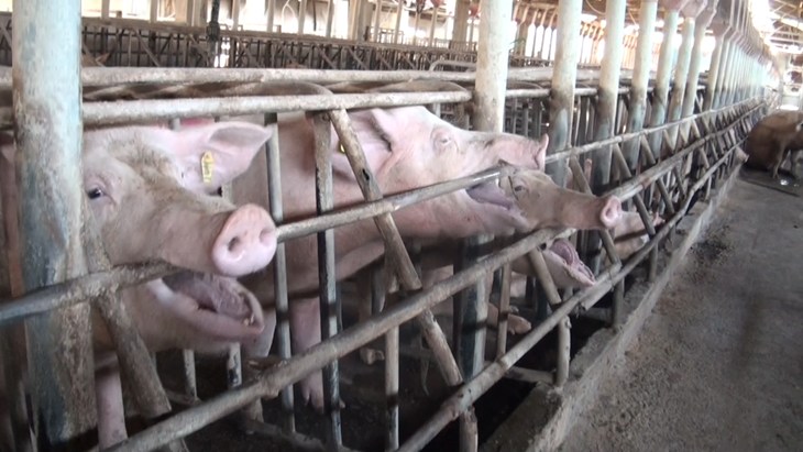 Cyprus Pigs Investigation 2013