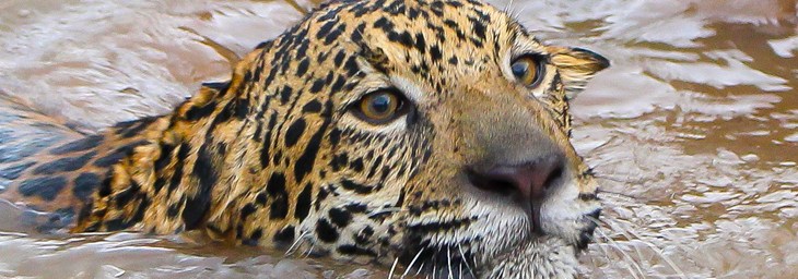 Drowning Jaguar