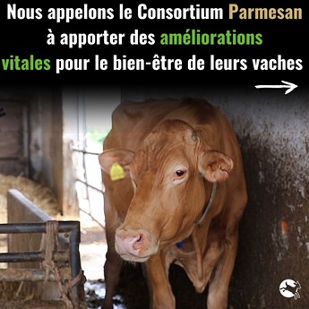 vache laitière brune à l'intérieur