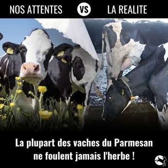 vaches laitières à l'extérieur. La plupart d'entre eux n'ont jamais mis les pieds sur l'herbe