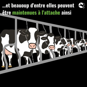 les vaches au parmesan peuvent être attachées comme ça