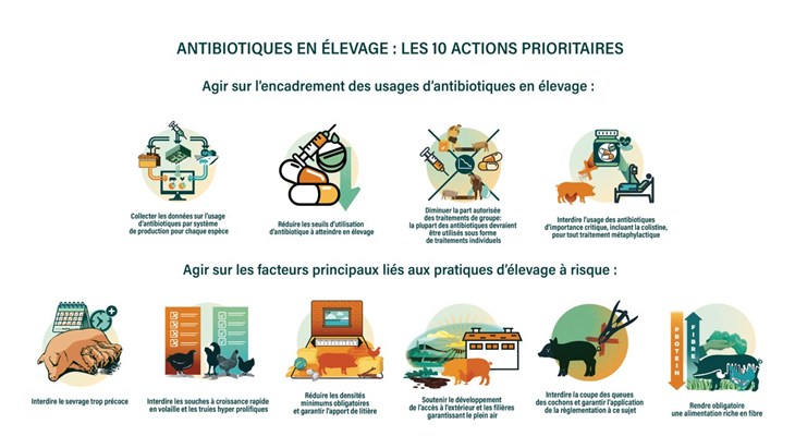 Antibiotiques : 10 mesures pour réduire l'usage en élevage en France