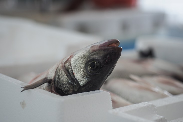 Poisson en train de s'asphixier