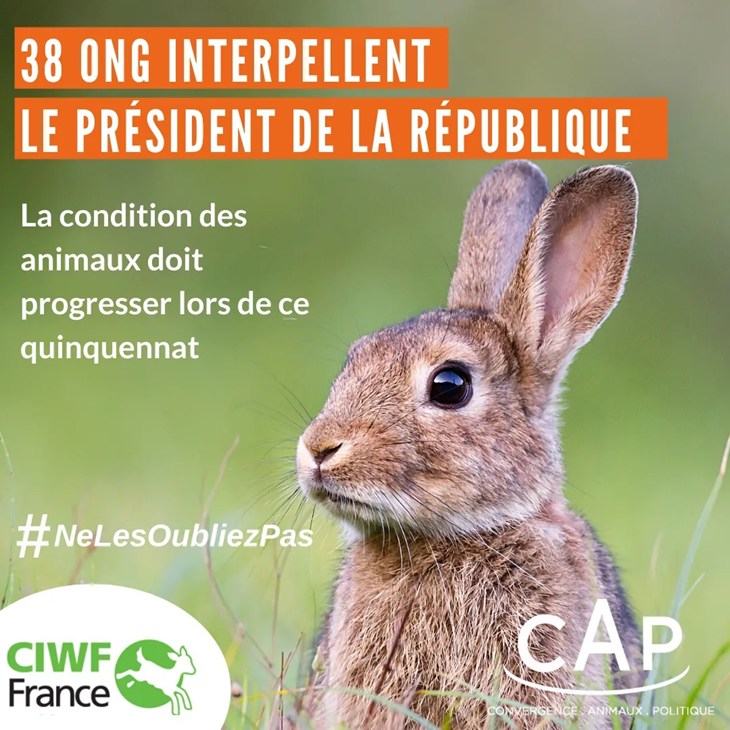 Visuel Lapin texte 38 ONG interpellent le Président de la République sur la condition animale