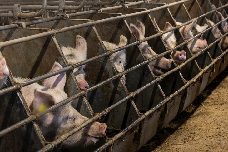 Row of pigs in sow stalls © Compassion in World Farming
