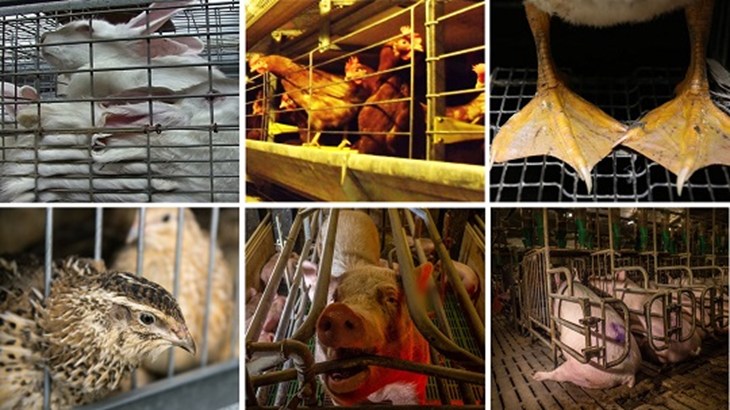 Lapins, poules, canard, cailles, truies en cage