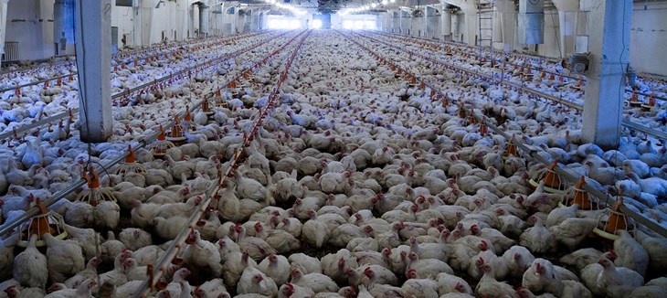 Poules entassées les unes sur les autres dans un bâtiments