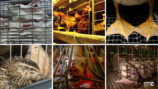 Animaux en cage