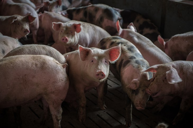 Group of crowded pigs in a slatted floor pen
