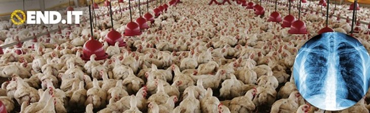Batiment avec des poulets entassés et le logo end.it
