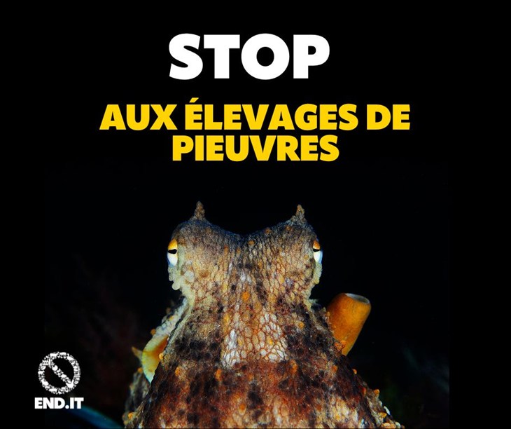 Pieuvre avec logo end.it et écrit Stop aux élevages de pieuvres