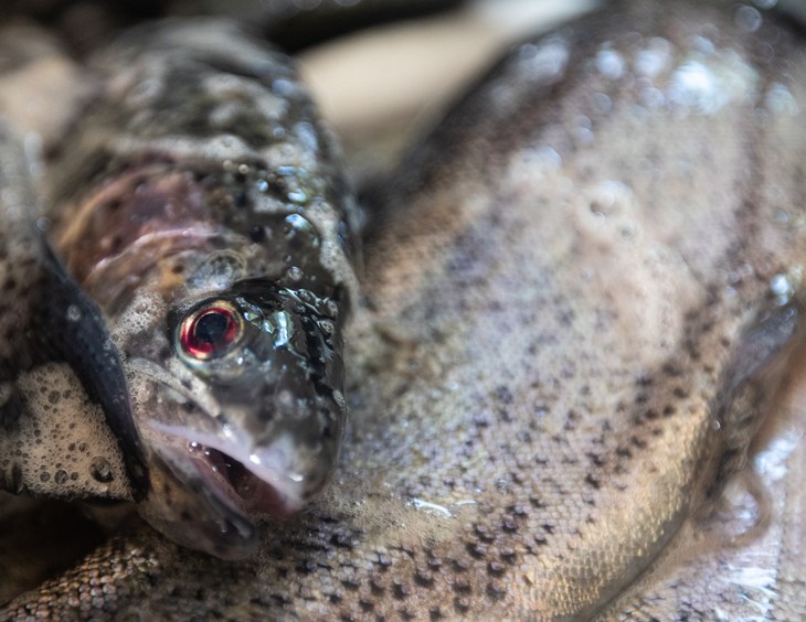 Poisson vivant hors de l'eau