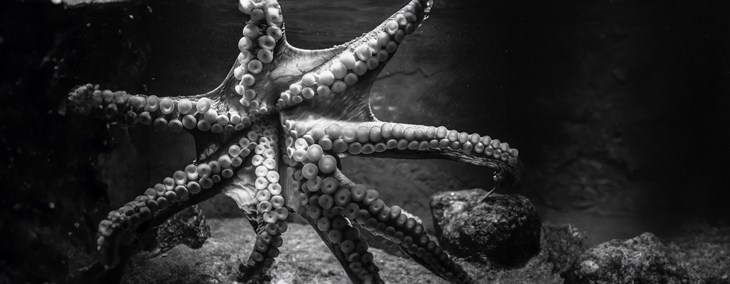 Vue du dessous d'une pieuvre avec ses tentacules photo en gris