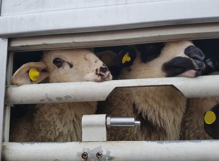 Moutons dans un camion
