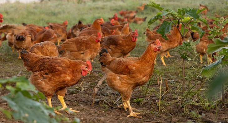 A flock of healthy brown chickens foraging on pasture.